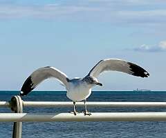 62: Xue-MingBao_2026-24