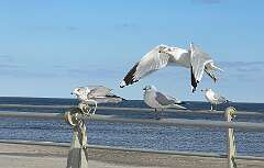 19: Xue-MingBao_2026-27