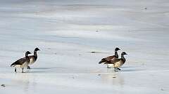 15: Xue-MingBao_2026-28