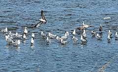 18: Xue-MingBao_2026-30