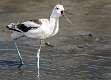 3: Avocet - American