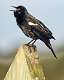 4: Blackbird - Red-winged-1