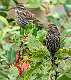 5: Blackbird - Red-winged-2