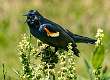 6: Blackbird - Red-winged-3