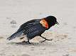 7: Blackbird - Red-winged