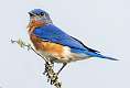 8: Bluebird - Eastern-1