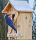 9: Bluebird - Eastern