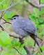 18: Catbird - Gray