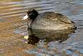 26: Coot - American-1-2