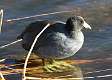 27: Coot - American-1