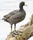 28: Coot - American-2
