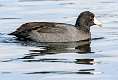 29: Coot - American-3