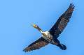 31: Cormorant - Double-creasted-1