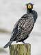 32: Cormorant - Double-crested-2