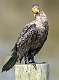 33: Cormorant - Double-crested-3