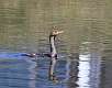 34: Cormorant - Double-crested-4