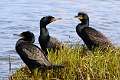 35: Cormorant - Double-crested