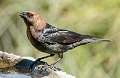36: Cowbird - Brown-headed-1