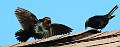 37: Cowbird - Brown-headed