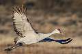 38: Crane - Sandhill-1