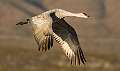 39: Crane - Sandhill-2