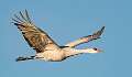 40: Crane - Sandhill-3