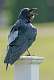 41: Crow - American-1