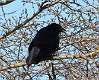 42: Crow - American