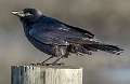 43: Crow - Fish-1