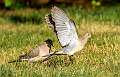 46: Dove - Mourning-1