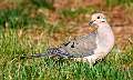 47: Dove - Mourning-2