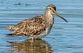 48: Dowitcher - Long-billed-1