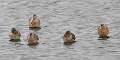 49: Dowitcher - Short-billed