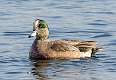 50: Duck - American Widgeon-1