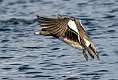 51: Duck - American Widgeon-2