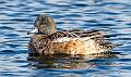 52: Duck - American Widgeon-3