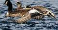 53: Duck - American Widgeon-4