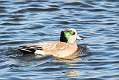 55: Duck - American Wigeon male