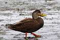 56: Duck - Black