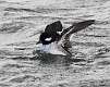 58: Duck - Bufflehead female
