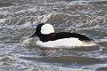59: Duck - Bufflehead male