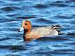 60: Duck - Eurasion Wigeon male