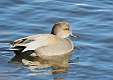 61: Duck - Gadwall Male 2