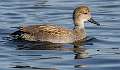 62: Duck - Gadwall-1