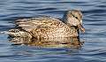63: Duck - Gadwall-2