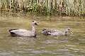 64: Duck - Gadwall