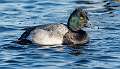 65: Duck - Greater Scaup-1
