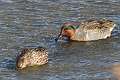 67: Duck - Green-winged Teal (2)