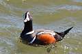 68: Duck - Harlequin