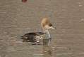 69: Duck - Hooded merganser female